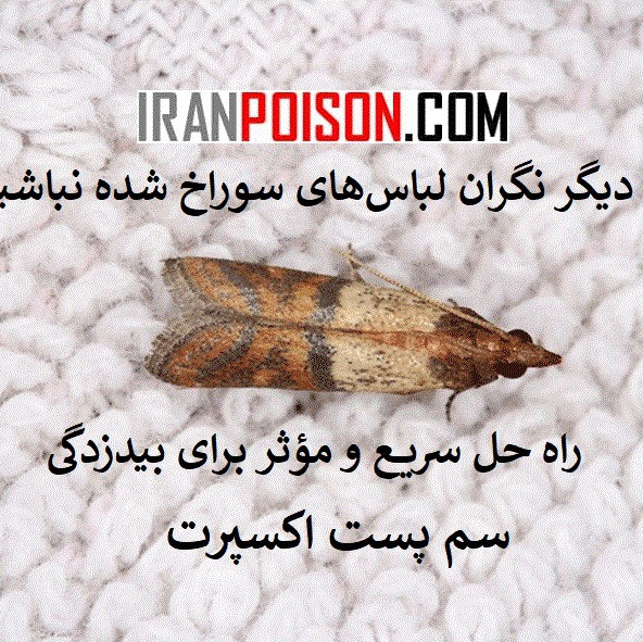 پایان آسیب بید به لباس و فرش با پست اکسپرت