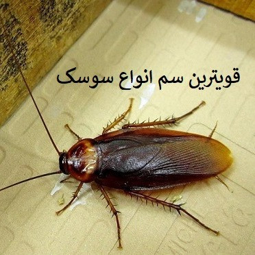 فروش سم سوسک فاضلاب با رونج (ارسال رایگان)