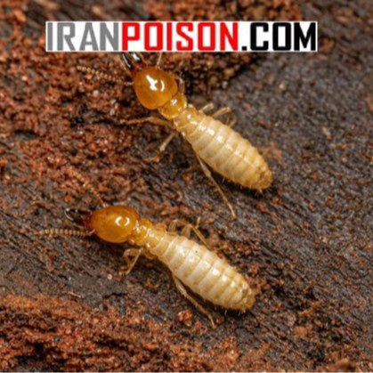 خرید قویترین سم موریانه ترمیدور