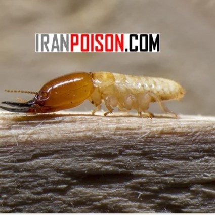 خرید قویترین سم موریانه ترمیدور