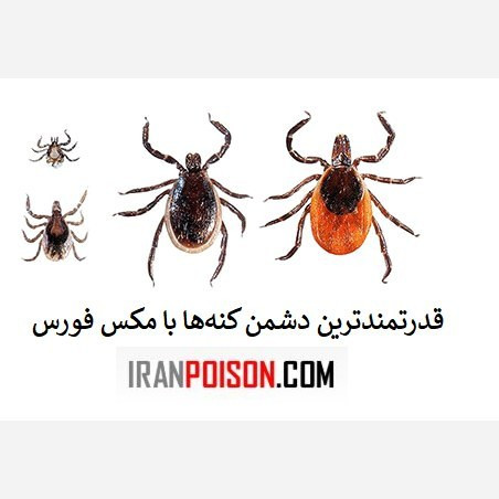 کنه را با بهترین سم قوی مکس فورس نابود کن