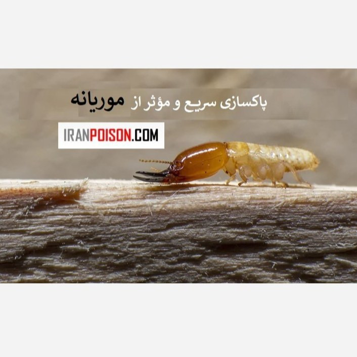 موریانهها را با ترمیدور نابود کنید