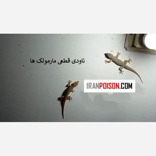 دور کردن مارمولکها از خانه با ساویر