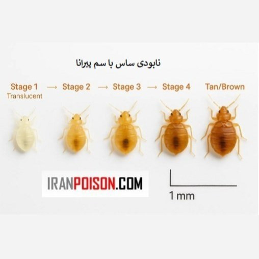 فروش سم بدباگ برای تخم ساس (ارسال رایگان)