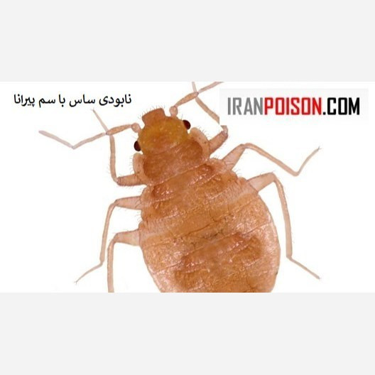 سم قطعی برای ساس پیرانا (ارسال رایگان)