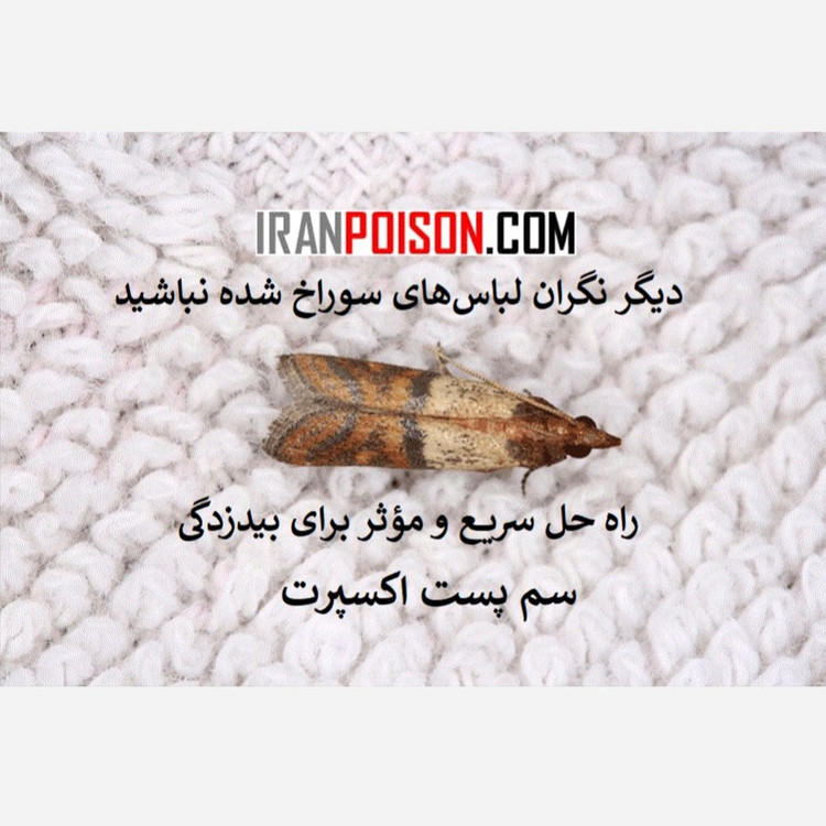 بیدها را با پست اکسپرت بیرون کنید