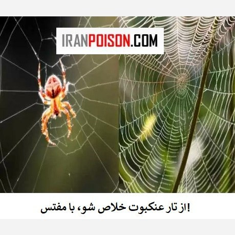 خرید سم برای عنکبوت مفتس اصلی (ارسال رایگان)