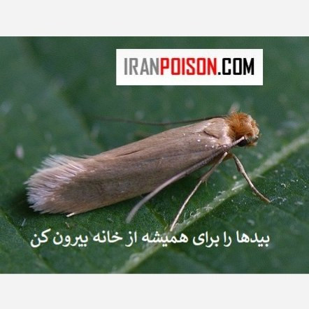 خرید سم بید فرش آکواپای (ارسال رایگان)