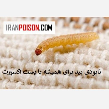 فروش بهترین سم بید فرش پست اکسپرت (ارسال رایگان)