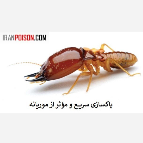 خرید سم موثر خارجی موریانه ترمیدور اصلی (ارسال رایگان)