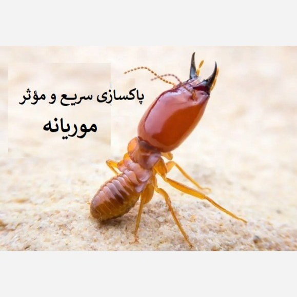 خرید سم موثر خارجی موریانه ترمیدور اصلی (ارسال رایگان)