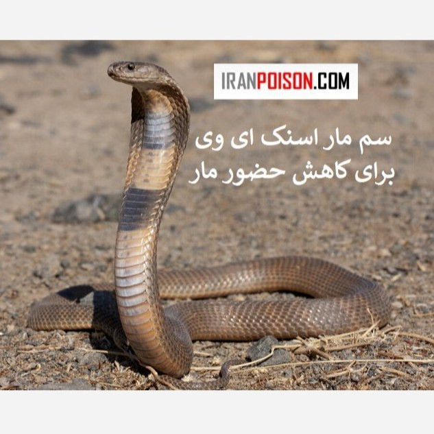 سم مار کش فوری اسنیک ای وی (ارسال رایگان)