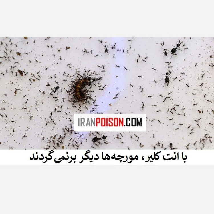 فروش سم خارجی مورچه انت کلیر (ارسال رایگان)