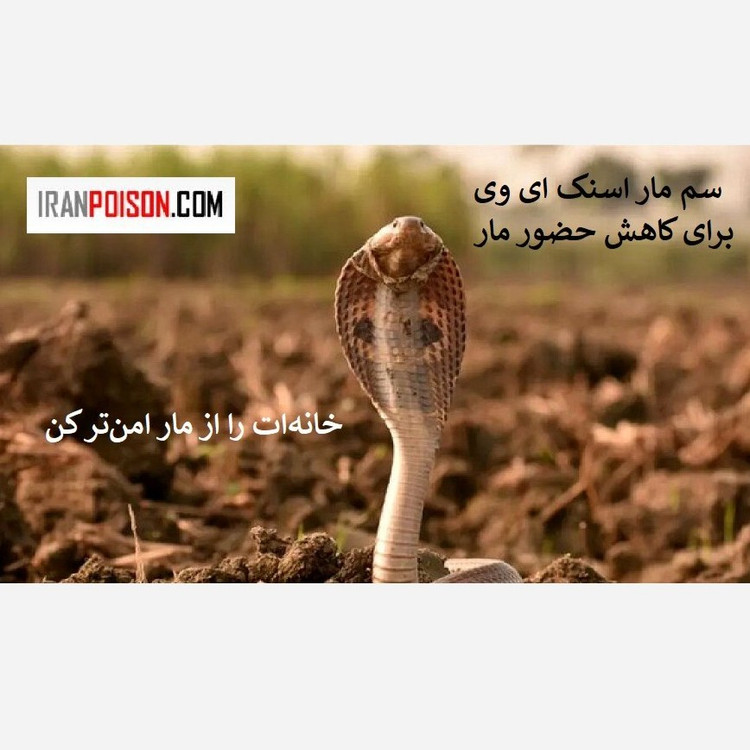 سم مار کش فوری اسنیک ای وی (ارسال رایگان)