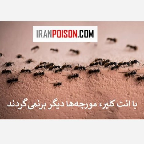 فروش سم خارجی مورچه انت کلیر (ارسال رایگان)