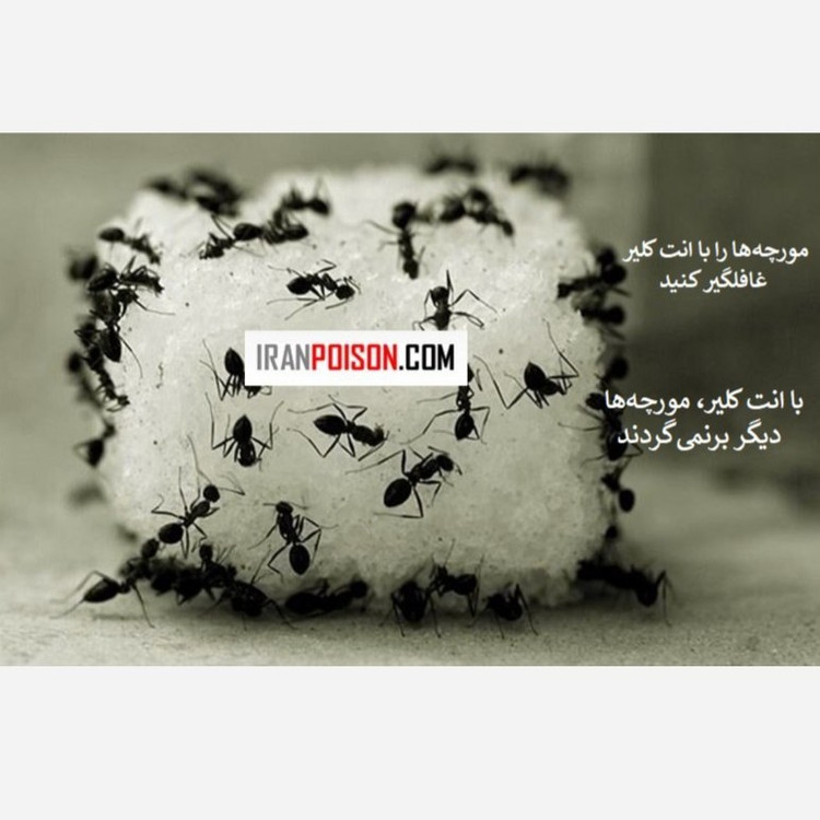 فروش سم خارجی مورچه انت کلیر (ارسال رایگان)
