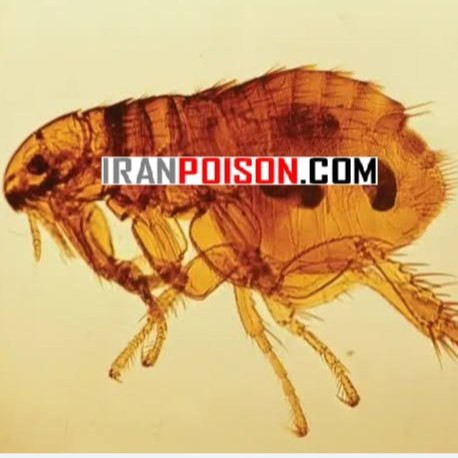 خرید سم کک کش بلک فلگ