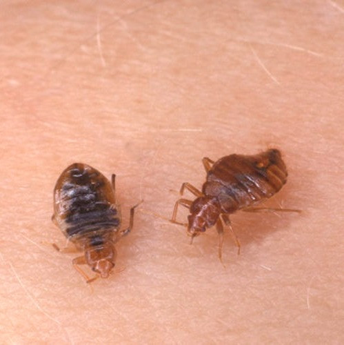 سم ساس کش پست ساید pesticide (ارسال رایگان)