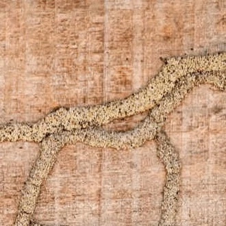سم موریانه کش وب اوت اصل آلمانی ( ارسال رایگان )