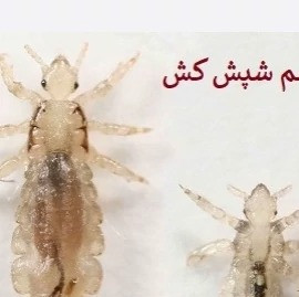 بهترین کشنده ترین سم شپش پرمکترین