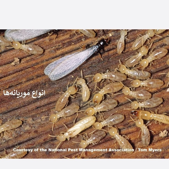 بهترین سم موریانه ترمیدور 1 لیتری ارجینال