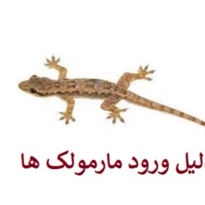 قوی ترین سم مارمولک لیزارد ارجینال