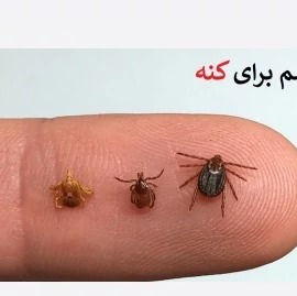 سم مورچه کش آکواپای راهکار قطعی برای ریشهکنی کلنی مورچهها