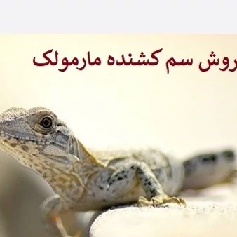 خرید سم با کیفیت مارمولک ساویر