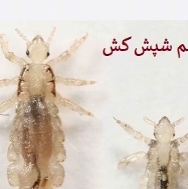 سم شپش اصلی پرمکترین کنترل شپشها و حشرات
