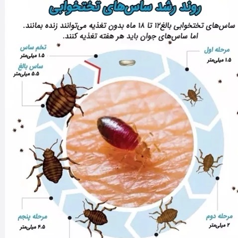 بهتر سم کراس فایر برای ریشه کنی ساس و تخم ساس