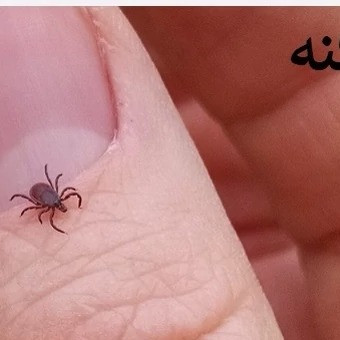 فروش سم کنه مکس فورس برای از بین بردن کنه فرو رفته به پوست