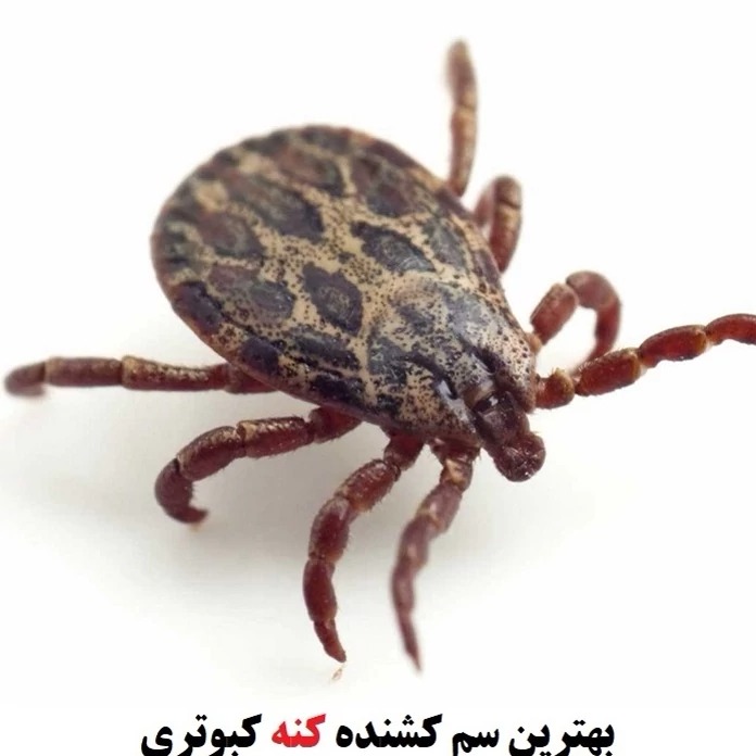 سم کنه کش مکس فورس برای از بین بردن کنه