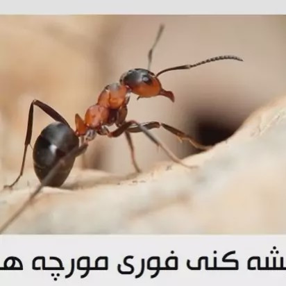 سم مورچه کش و موریانه کش امادرو 1 لیتری اورجینال