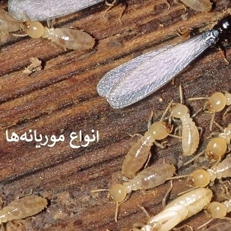 سم موریانه بایو قوی ترین اصل بایو