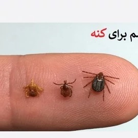 سم کنه کبوتری بلک فلگ قوی ترین سم برای کنه کبوتری1لیتری