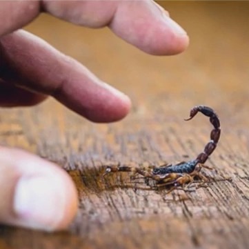 خرید سم عقرب کش و هزارپا کش هاریس قدرتمند