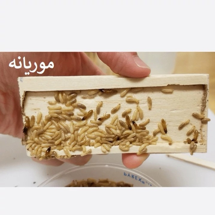 از بین بردن موریانه ها و کلنی موریانه ترمیدور
