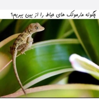 سم مارمولک کش لیزارد کشنده ترین سم