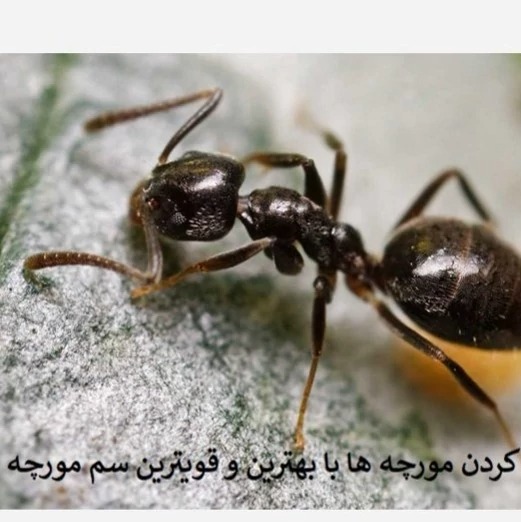 خرید سم مورچه آنت کلیر مناسب کنترل مورچه