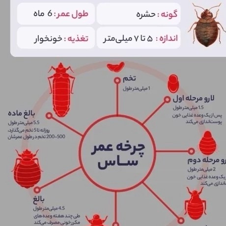 قوی ترین سم ساس پیرانا کشنده ترین