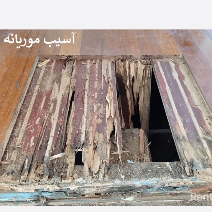 سم مبارزه با موریانه با ترمیدور راهنمای سمپاشی موریانه