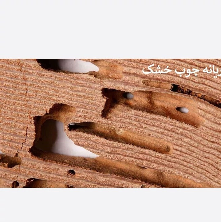 سم مبارزه با موریانه با ترمیدور راهنمای سمپاشی موریانه