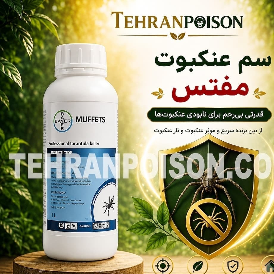 سم کشنده عنکبوت بدون بو و بی خطر برای انسان