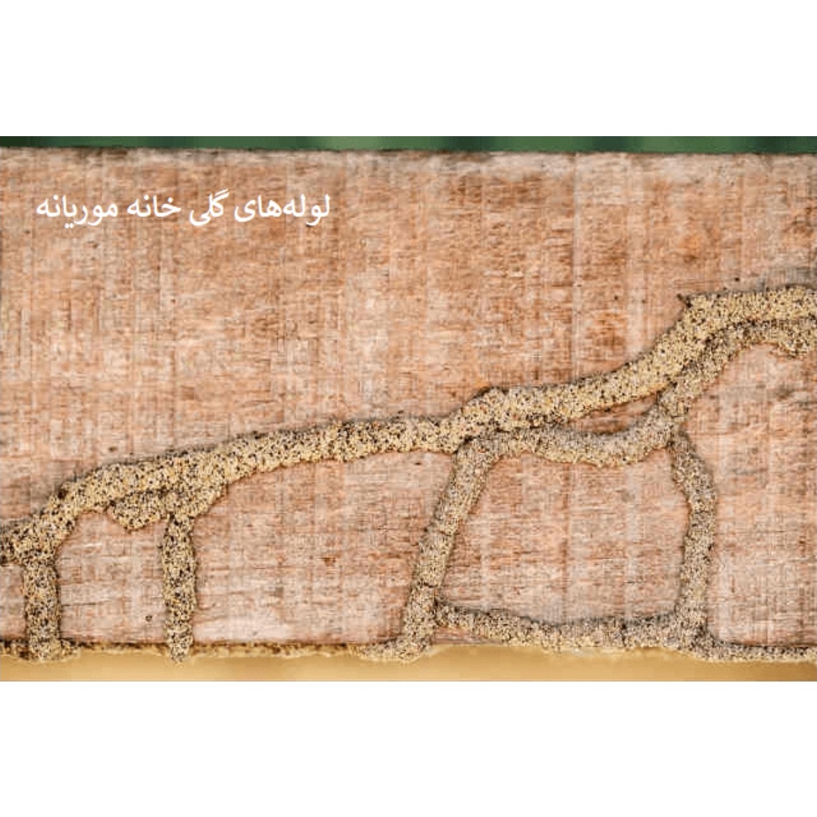 سم مورچه کش و موریانه کش همه فن حریف قدرتمند آمادرو ارسال رایگان