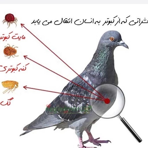 سم کنه کبوتری برند بلک فلگ کابوس کنه های کبوتری ارسال رایگان