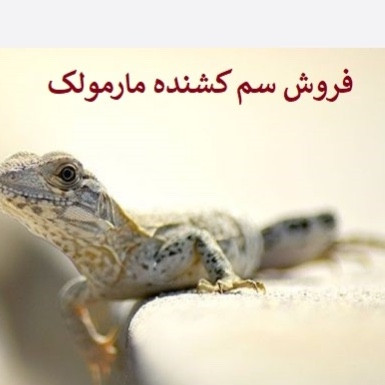 سم مارمولک کش آکوشام تحت لیسانس چینی ارسال رایگان