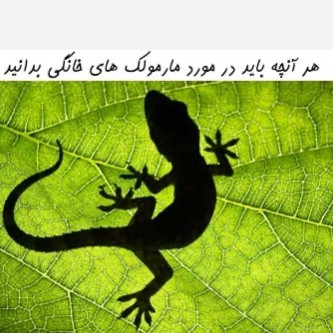 سم مارمولک کش آکوشام تحت لیسانس چینی ارسال رایگان
