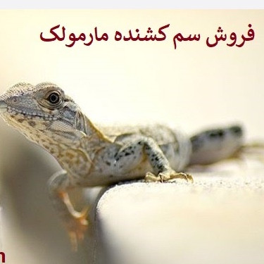 سم مارمولک کش لیزارد LIZARD قاتل مارمولک های مزاحم ارسال رایگان